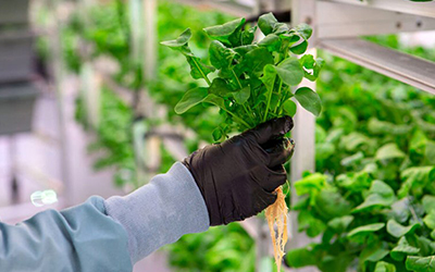 Mô hình trồng rau công nghệ mới từ Israel phát triển tại Việt Nam